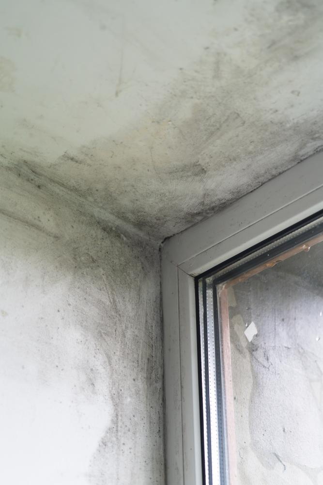 Preventing Mold Growth: Practical Tips